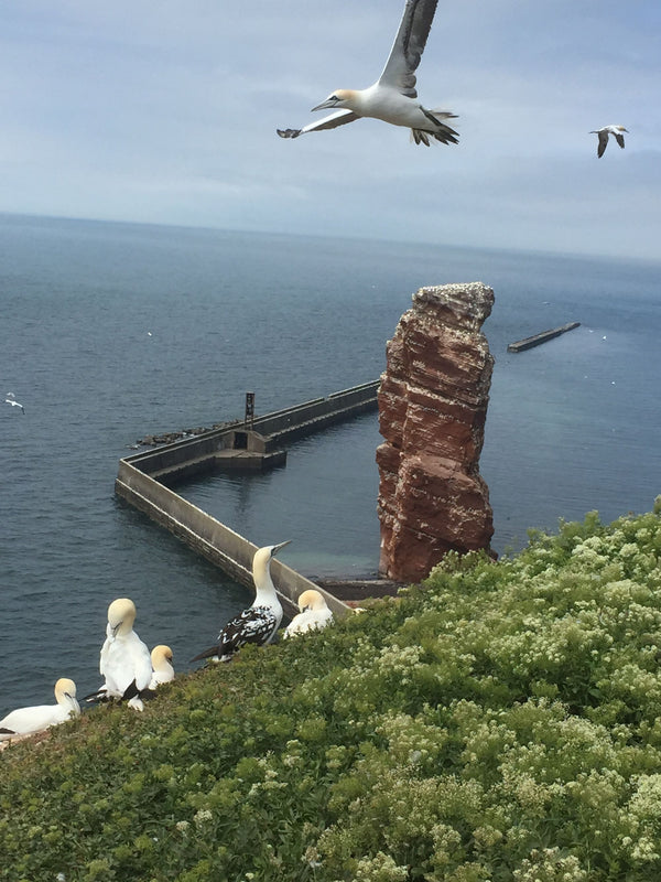 Nordtyskland med besøg på HELGOLAND