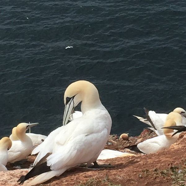 Nordtyskland med besøg på HELGOLAND