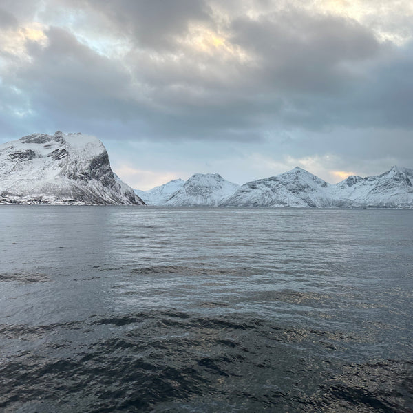 Oplev Tromsø og Svalbards unikke dyreliv, gletsjere og uspolerede natur