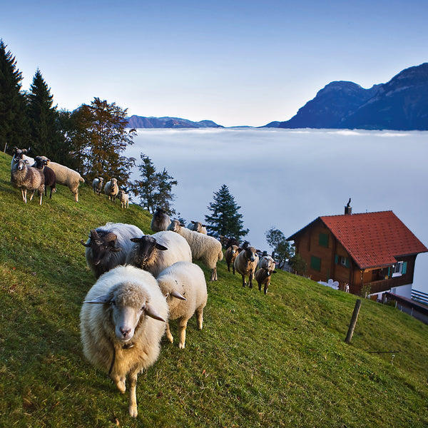 Schweiz - Bernina Expressen, tradition, lune og gemytlighed!